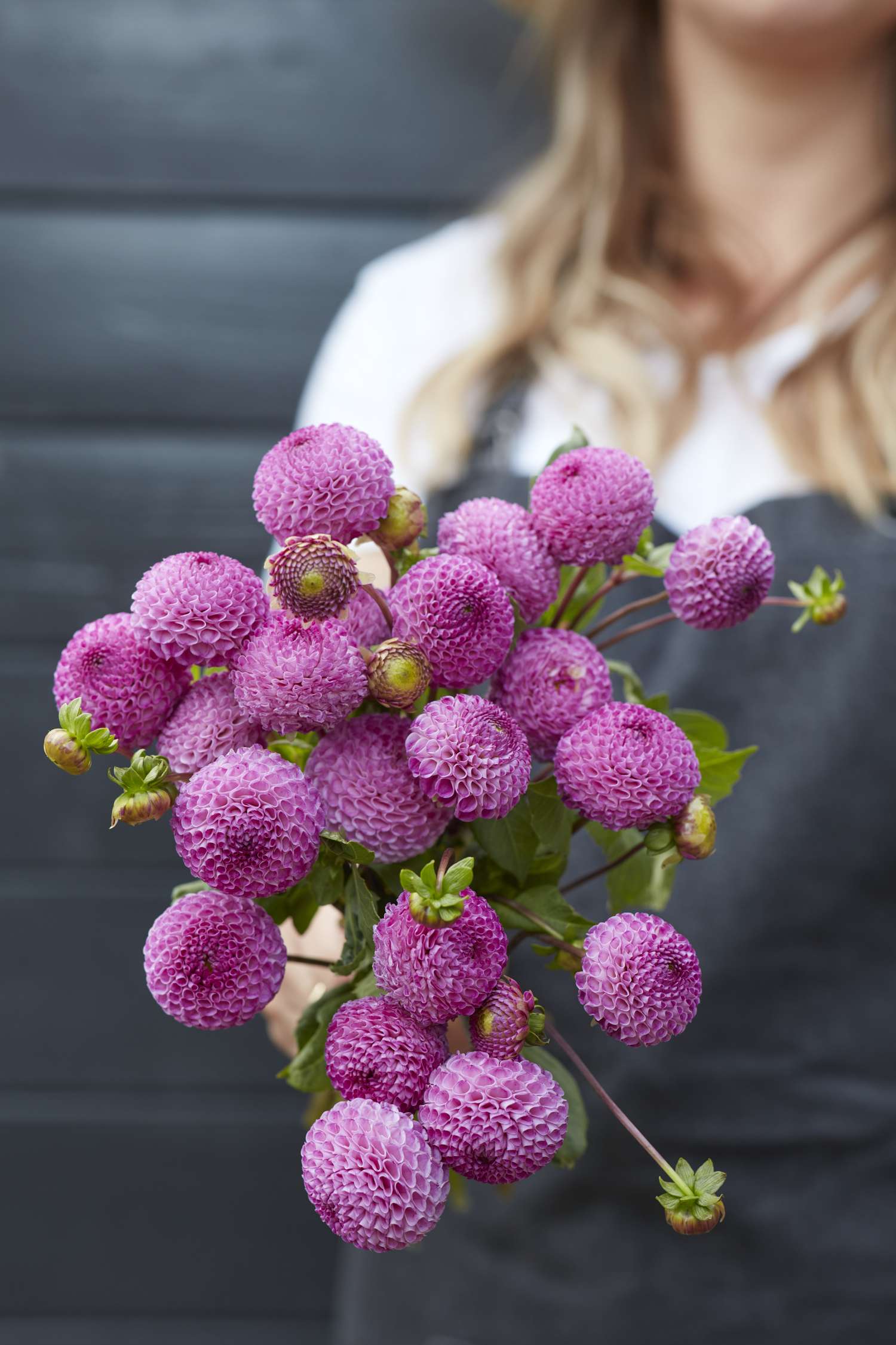 Dahlia 'Frank Holmes'